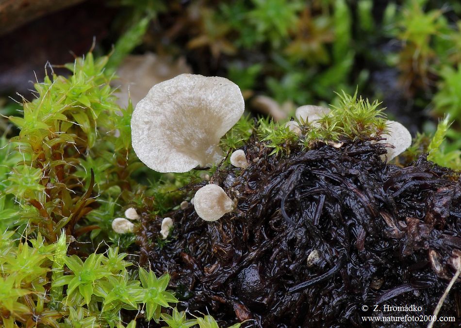 mecháček lopatkovitý, Arrhenia spathulata (Houby, Fungi)
